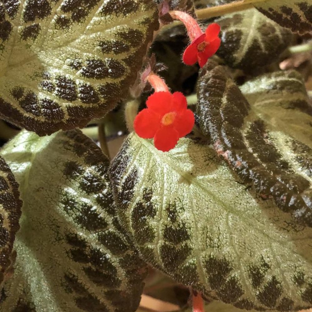 Meet your Posher, Maddelena